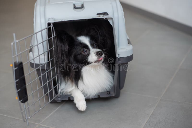 A dog in a box for safe travel. Papillon in a pet transport cage.