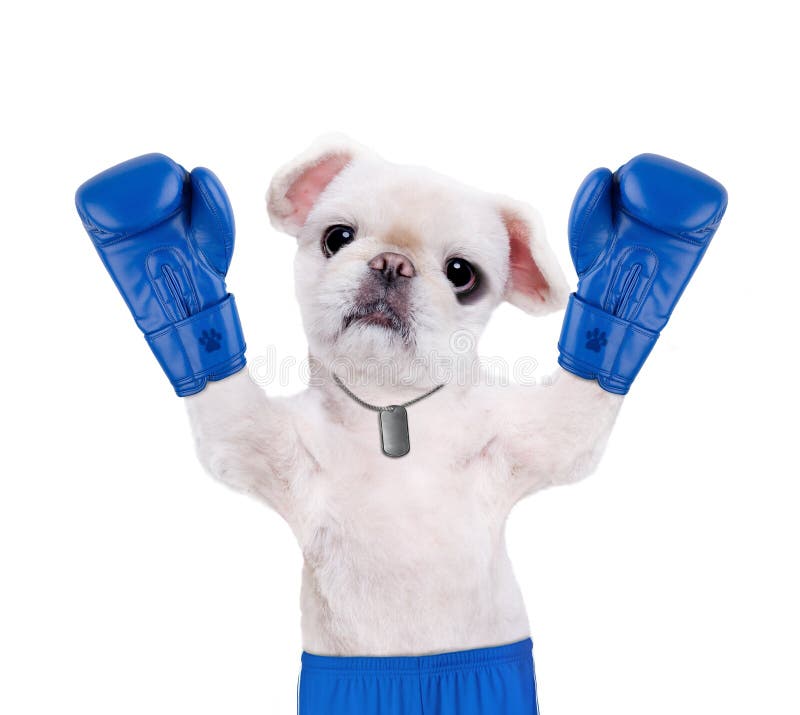 Pug dog boxer punching with red leather boxing gloves Stock Photo