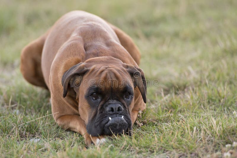 Dog boxer young puppy while sitting on green grass