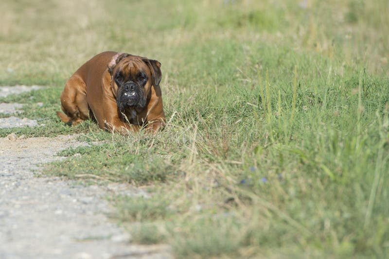 Dog boxer young puppy while sitting on green grass
