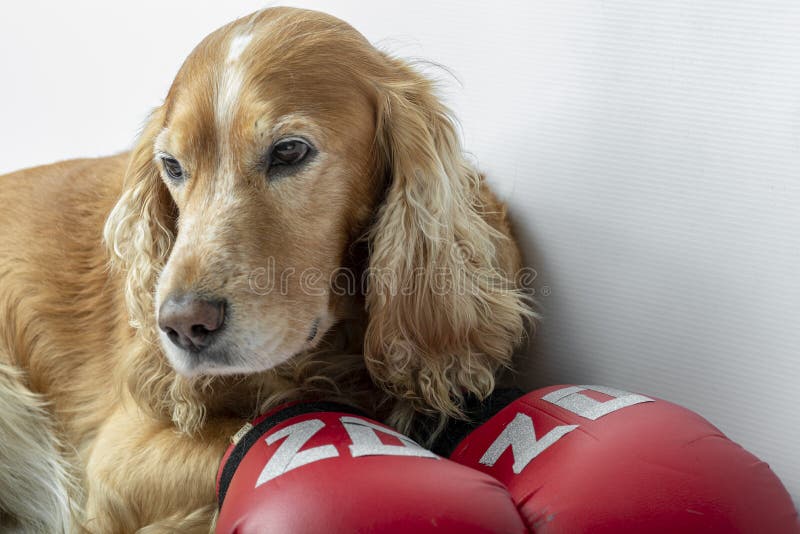Funny Animal Boxing Stock Photos Download 177 Royalty Free Photos