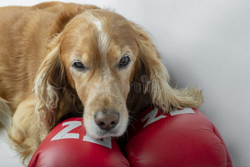 114 Dog Boxing Gloves Stock Photos Free & RoyaltyFree Stock Photos