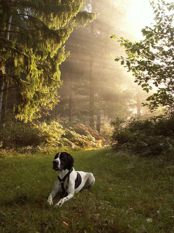 Dog braque d auvergne