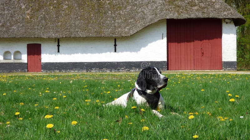 Dog braque d`auvergne and a old farm