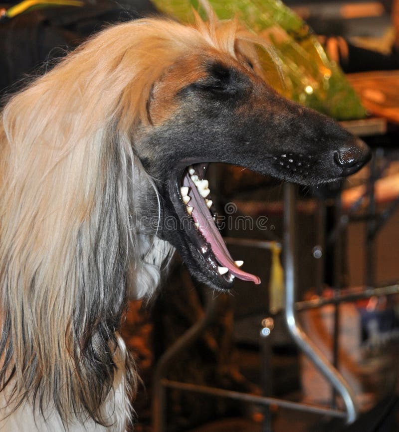 Dog breed Afgan yawns stock image. Image of hair, acquired - 39513459