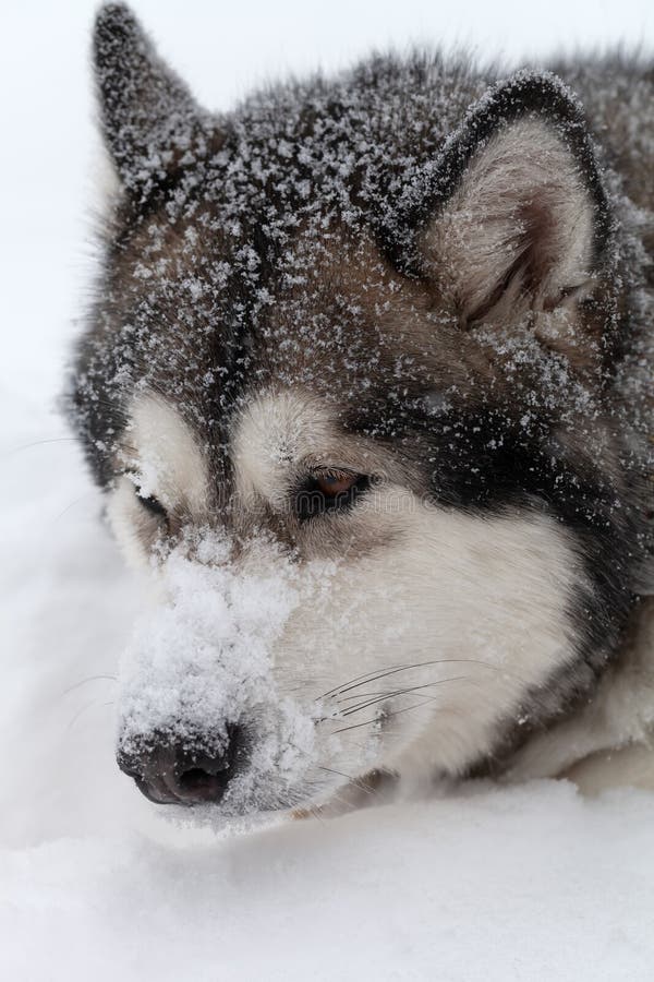 Dog Breed Alaskan Malamute on a Snow Stock Photo Image of riding