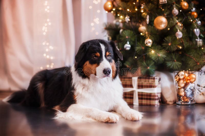 Dog Breed Australian Shepherd, Aussie, Christmas And New Year Stock Image Image of border