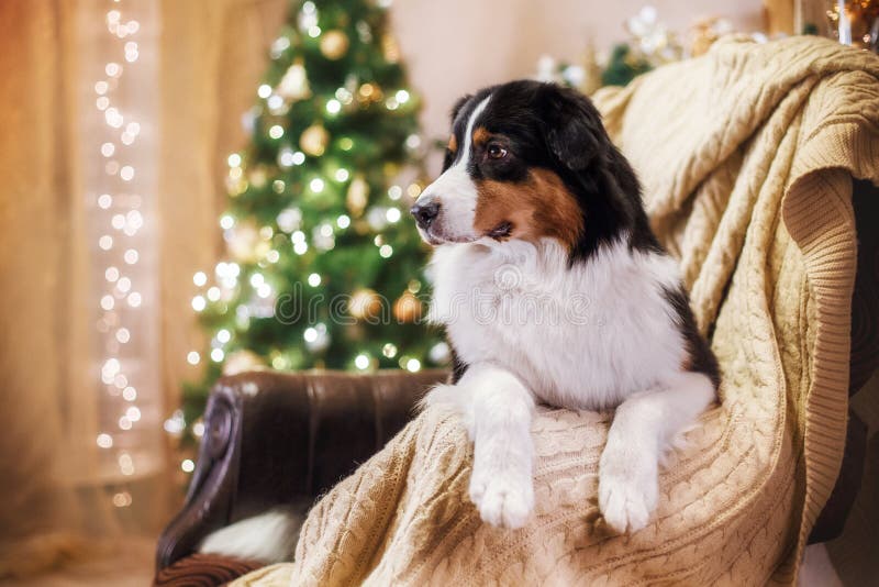 Dog Breed Australian Shepherd, Aussie, Christmas and New Year Stock Photo Image of park
