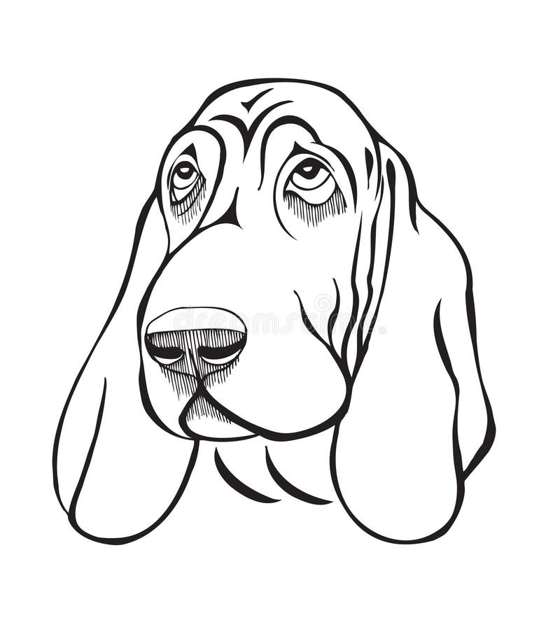 Dog breed basset head stock vector. Illustration of background 66266014