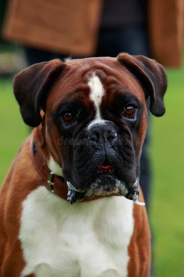 Dog breed Boxer stock image. Image of nature, play, habitat 98339943