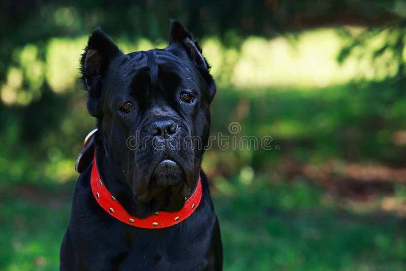 Dog Breed Cane Corso Italiano Stock Photo Image of hair, hunter 92948448