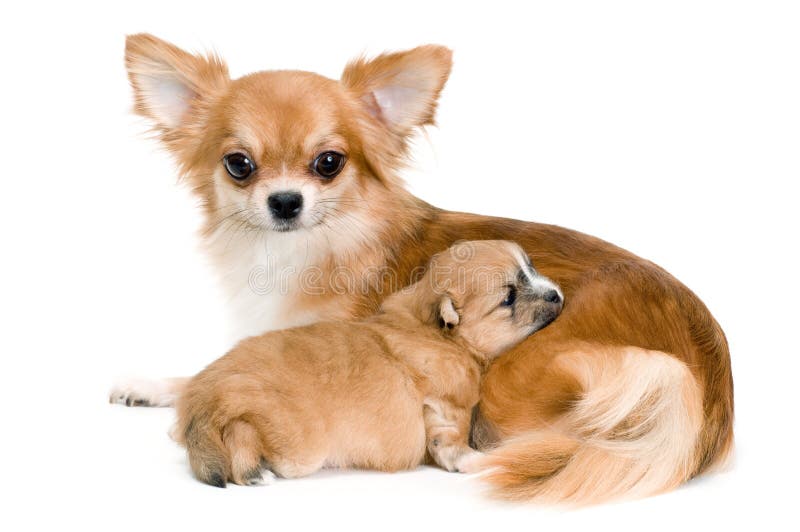 Dog of breed chihuahua and its puppy