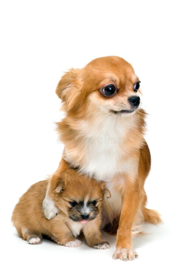 Dog of breed chihuahua and its puppy