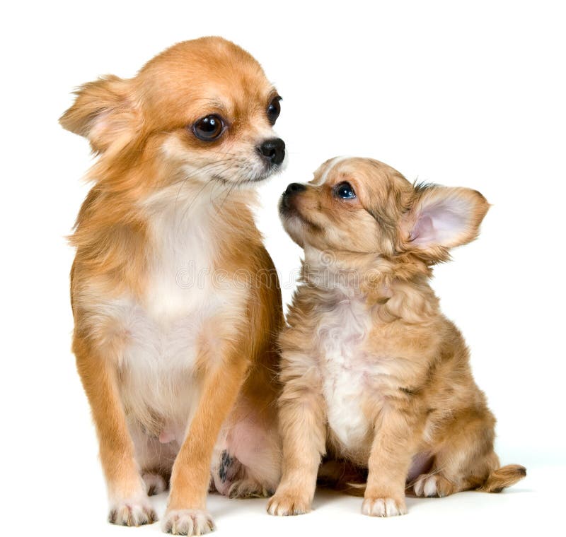 Dog of breed chihuahua and its puppy