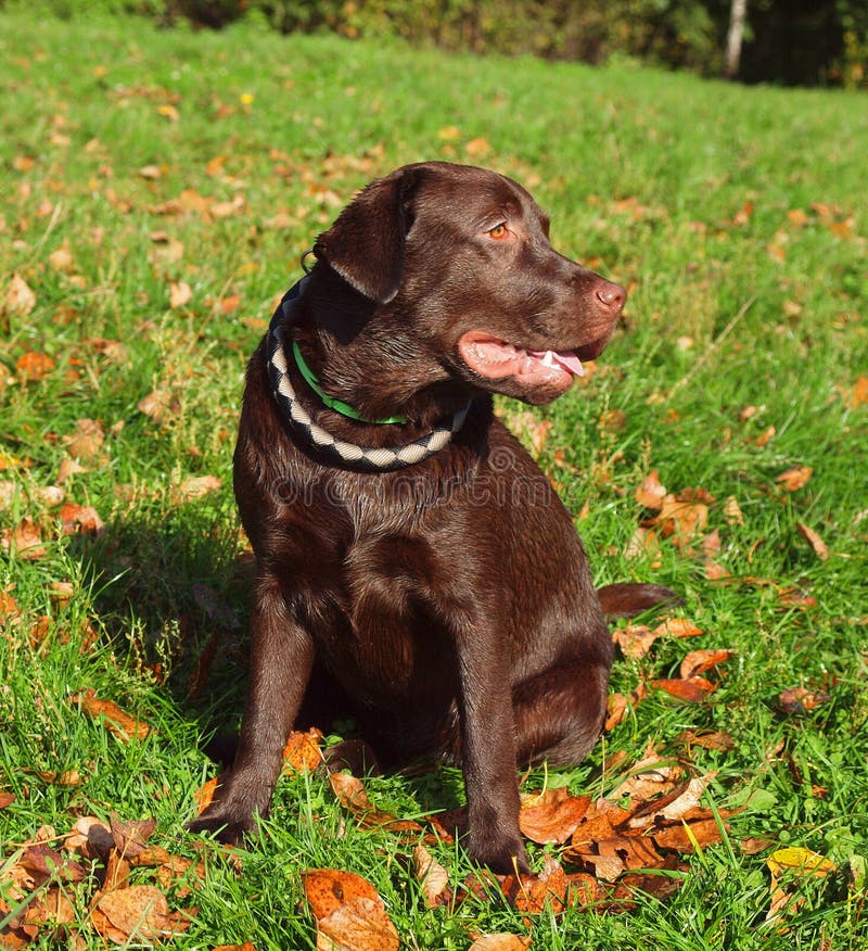 Dog Breed Chocolate Labrodor Stock Image Image of offspring, hair