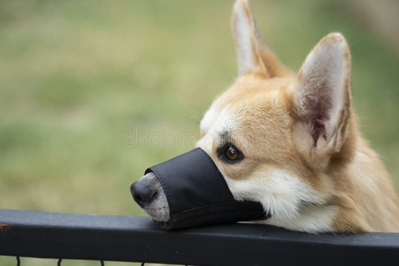 The Muzzle of a Barking Dog Barking through the Bars of a Dog in a Pet