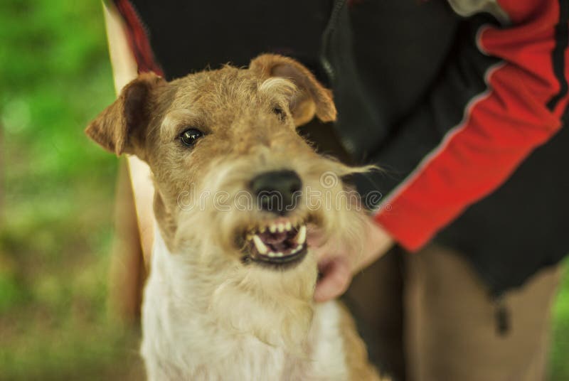 Dog breed FoxTerrier stock photo. Image of affectionate 39586956