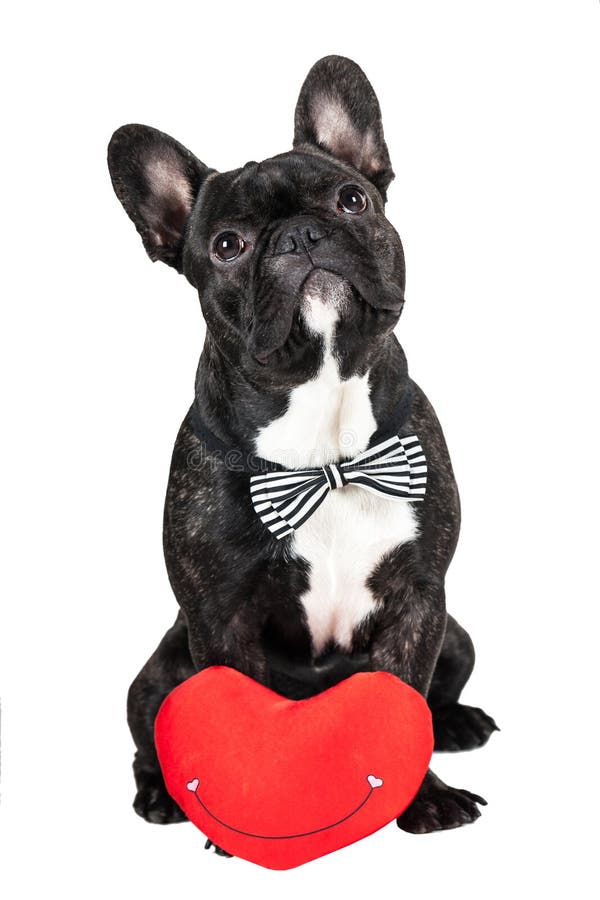 Bulldog with a Big Red Heart on Valentine Stock Image - Image of ...