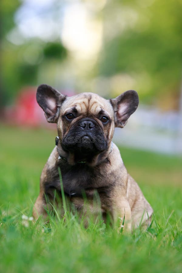 Dog breed french bulldog stock image. Image of puppy - 273435491