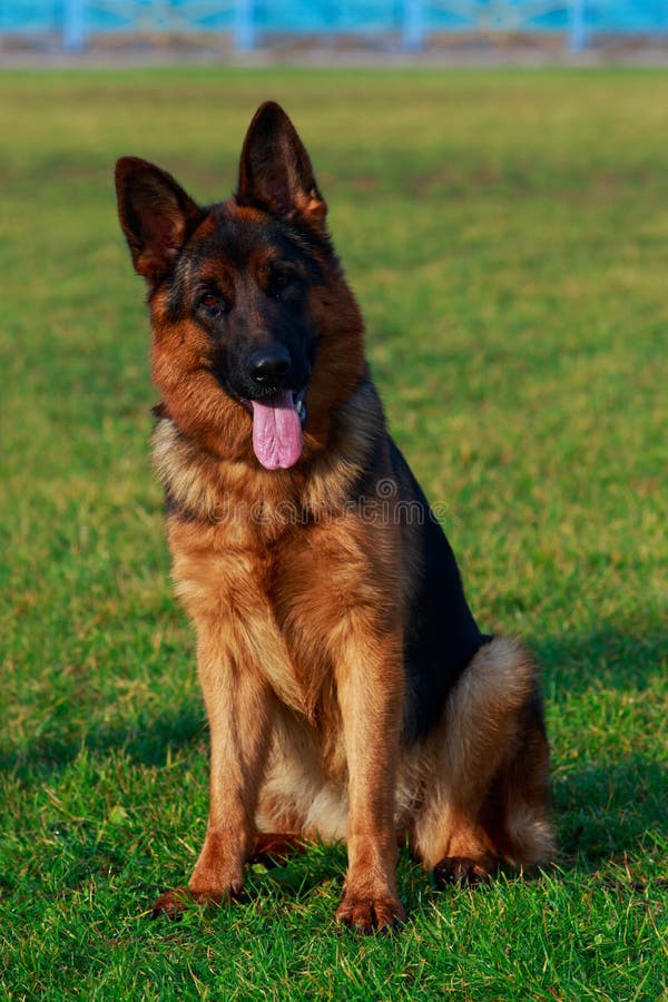 Dog breed German Shepherd stock photo. Image of nature - 139654024