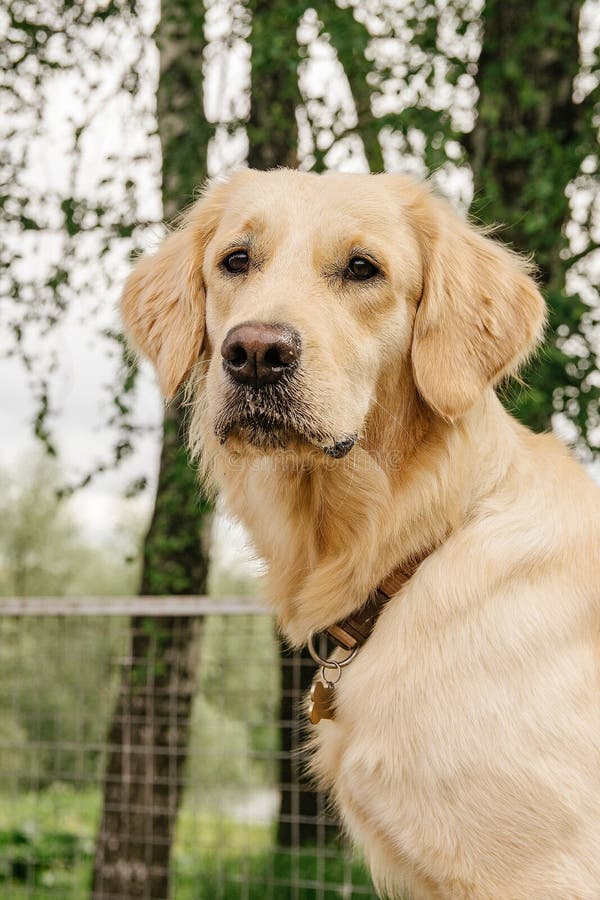 Dog Breed Golden Retriever Sits and Looks with a Serious Look Stock ...