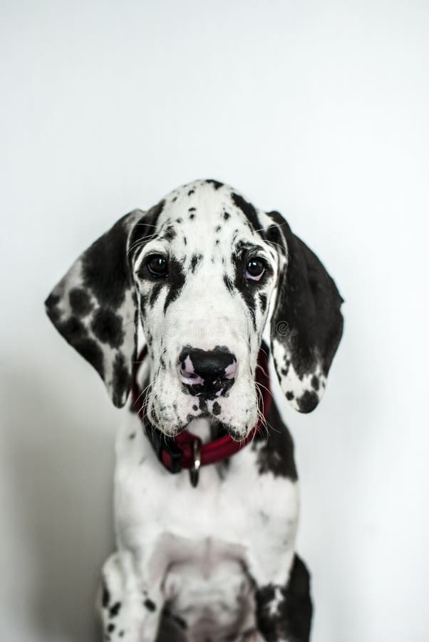 Dog of Breed Great Dane of Harlequin Color Stock Photo - Image of ...