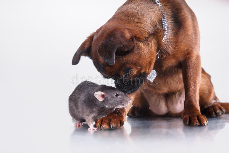 Dog Breed Griffon Brabanson and Gray Rat Stock Photo Image of floor