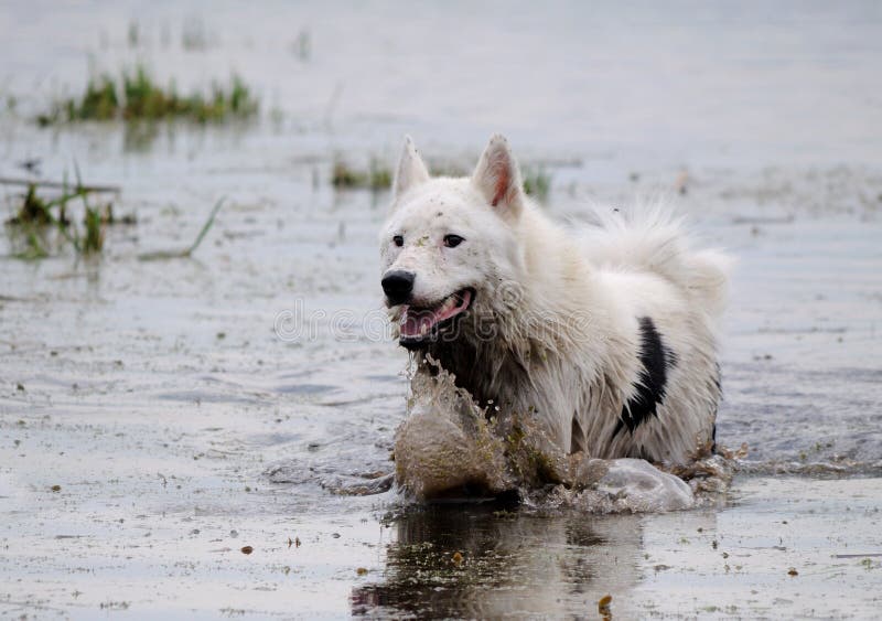 The dog of breed husky bathed in the lake