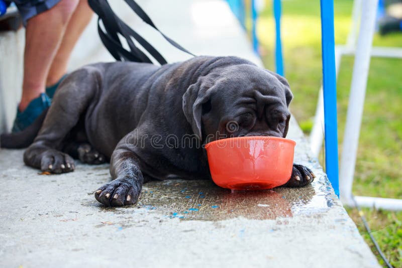 Dog Breed Italiano Cane Corso Stock Image Image of drinks, short