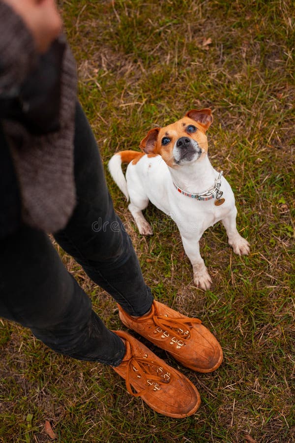 Dog breed Jack Russell Terrier sits near the legs of a man and executes his commands