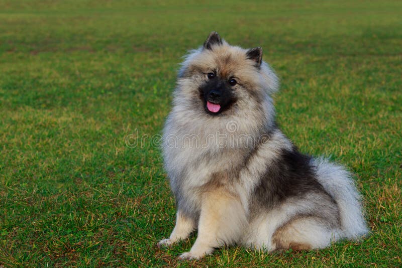 is the keeshond legal in slovenia