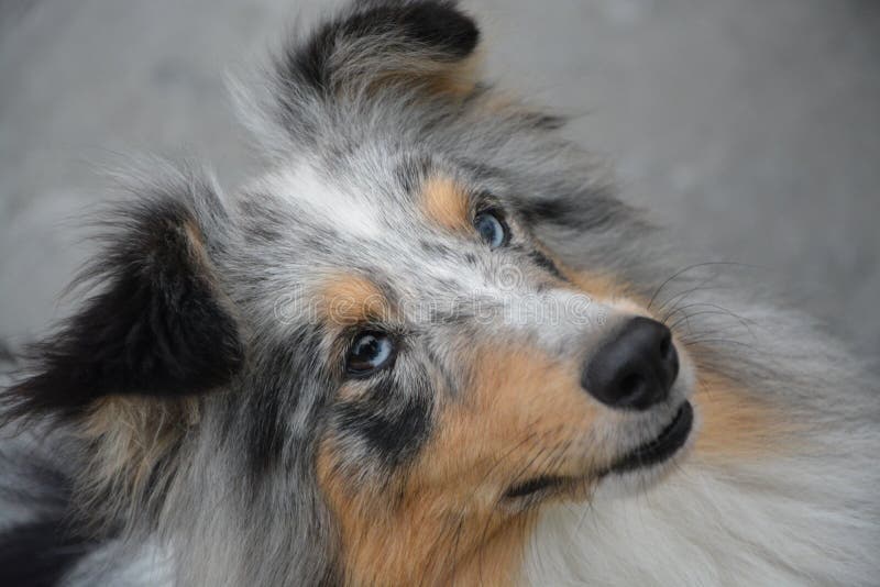 Dog, Dog Breed, Dog Like Mammal, Rough Collie Picture. Image 110615526