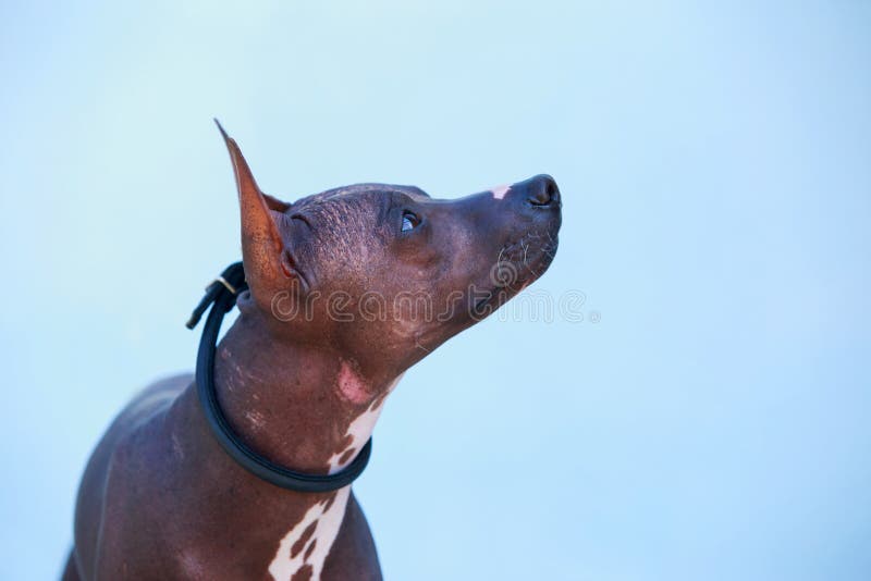 Mexican Hairless Dog Breed Xoloitzcuintli Digital Art Illustration