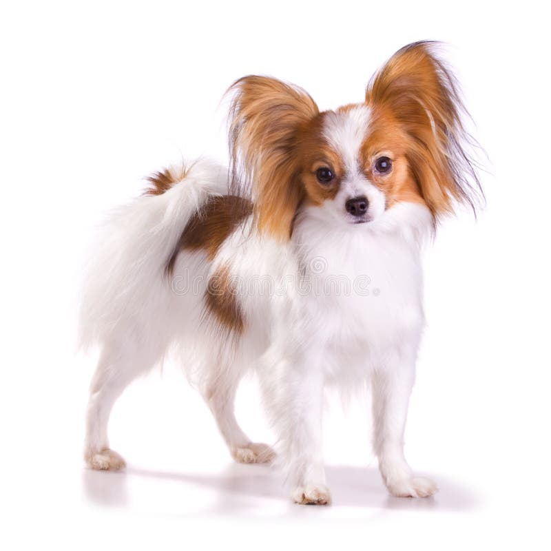 Dog of breed papillon