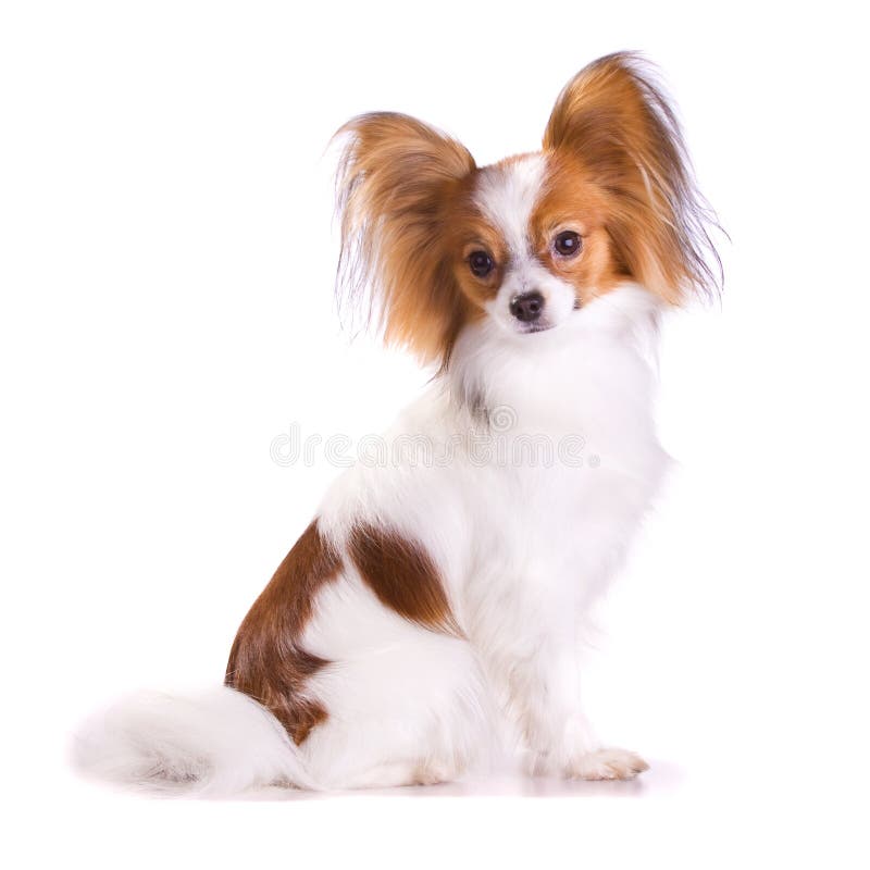 Dog of breed papillon