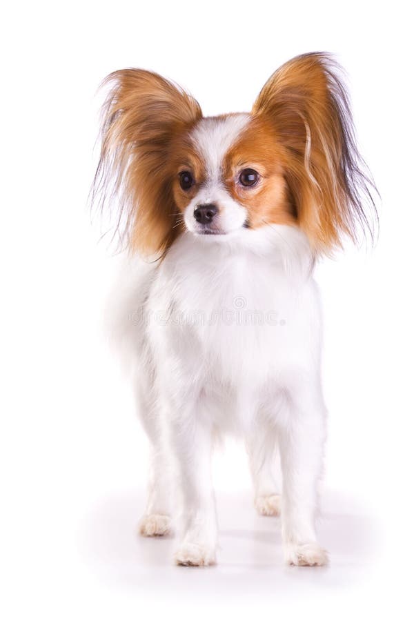 Dog of breed papillon