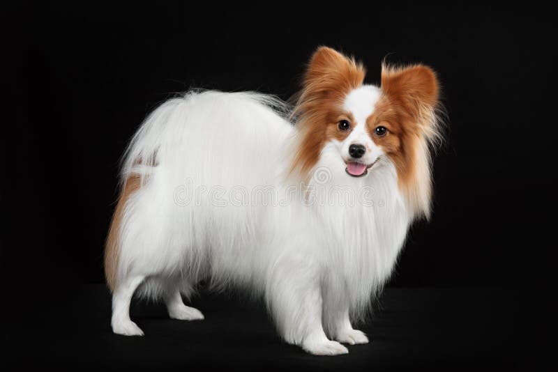 3 134 Dog Breed Papillon Photos Free Royalty Free Stock Photos From Dreamstime