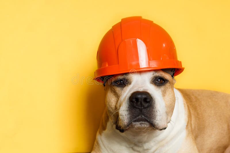 Dog Breed Pit Bull Terrier in a Construction Helmet on a Yellow Stock