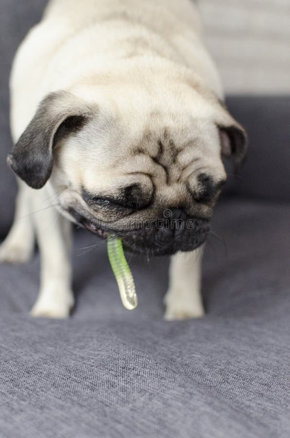 Dog Breed Pug Eating Jelly Worm Stock Image Image of candy, looking