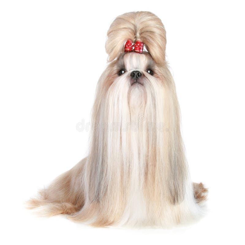 Dog of breed shihtzu stock image Image of hair long  17656769