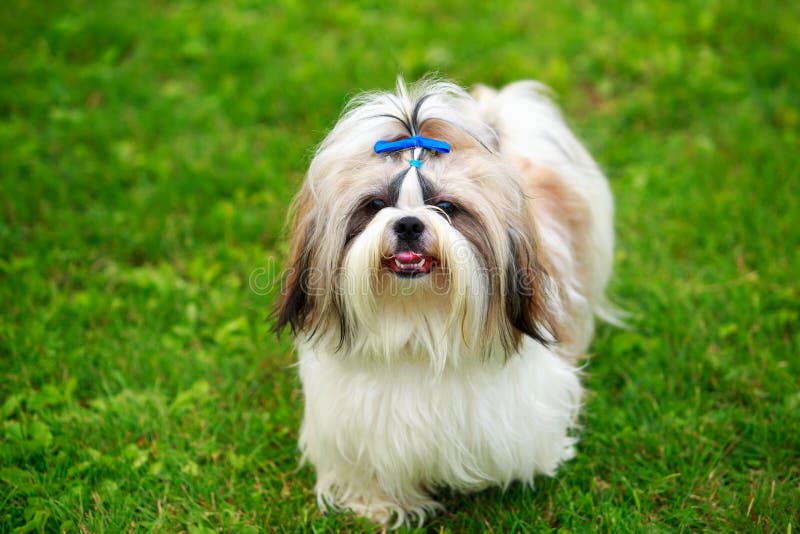 Dog Breed Shih Tzu Stock Image Image Of Animal Hairstyle