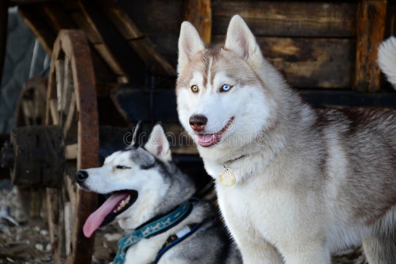 Dog breed Siberian Husky in a rustic barn