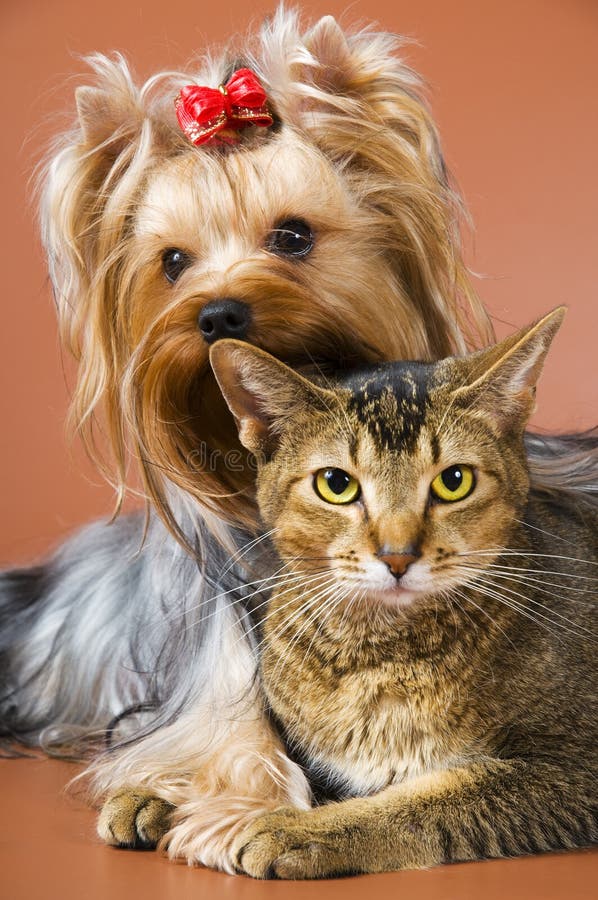 Dog of breed Yorkshire terrier and cat