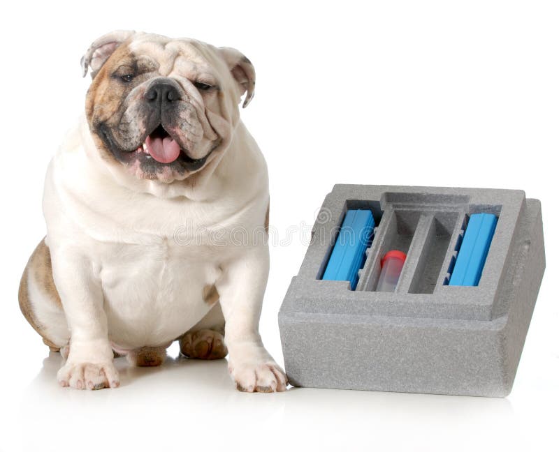 Canine Semen Collection Stock Photos - Free & Royalty-Free Stock Photos