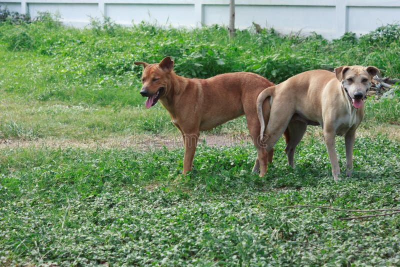 Dog breeding stock image. Image of canine, animal, basset