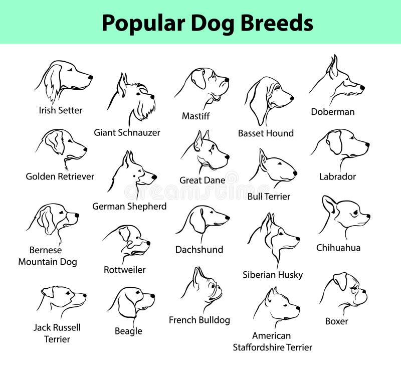 Dog Breeds Collection