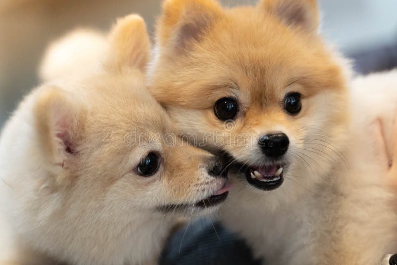 Dog breeds or Pomeranian with brown hairs licks other one and both lying down in living room. Small dog breeds or Pomeranian with brown hairs licks other one and royalty free stock photos Dog breeds or Pomeranian with brown hairs licks other one and both lying down in living room. Small dog breeds or Pomeranian with brown hairs licks other one and royalty free stock photos