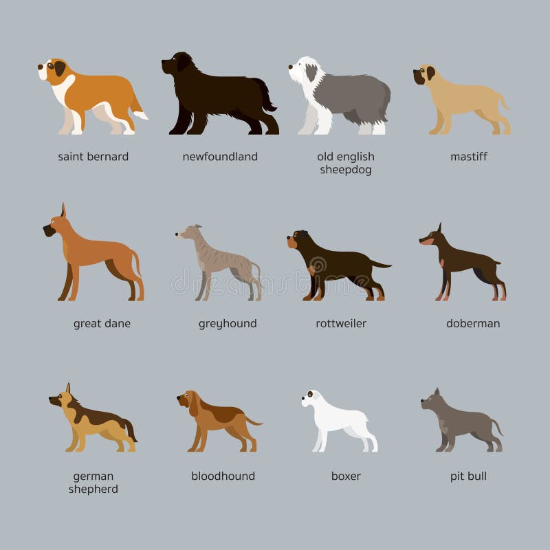large sheepdog breeds