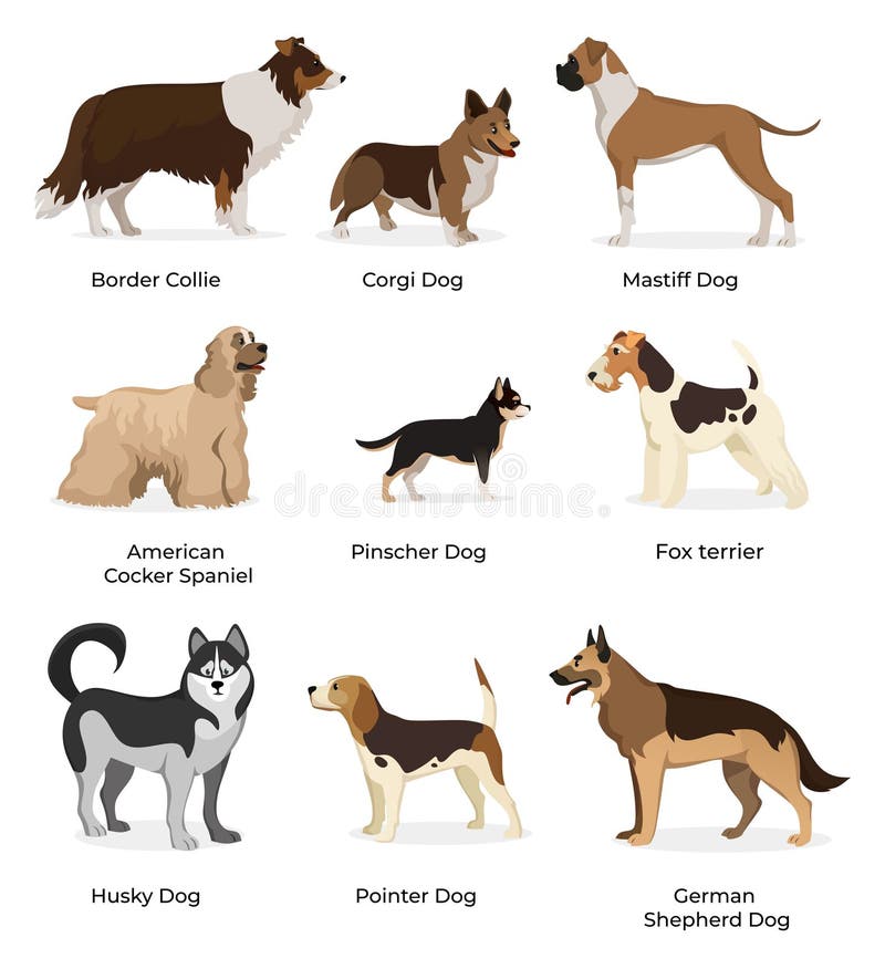 Dog breeds vector collection isolated on white background. Corgi. American cocker spaniel. Border Collie. Husky. Pinscher. Fox terrier. Poiner. German Shepherd dog.