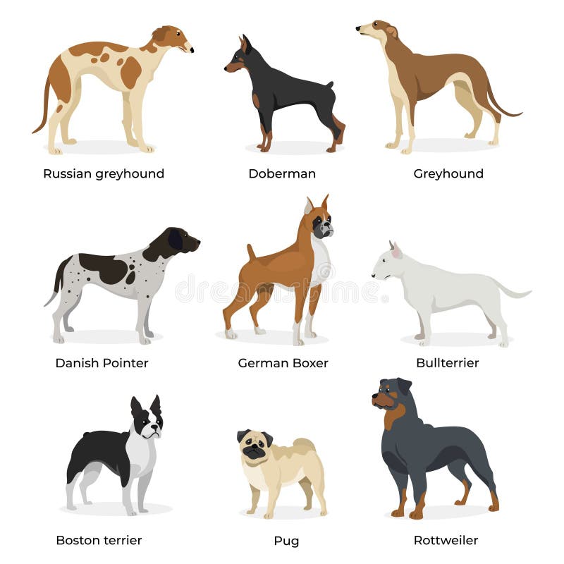 Dog breeds vector collection isolated on white background. Russian greyhound. Doberman. Greyhound. Danish Pointer. German Boxer. vector illustration Dog breeds vector collection isolated on white background. Russian greyhound. Doberman. Greyhound. Danish Pointer. German Boxer. vector illustration